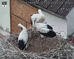 Capi_Dubne_20250707_143503.jpg