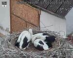 Capi_Dubne_20250707_145502.jpg
