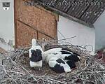 Capi_Dubne_20250707_150003.jpg
