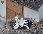Capi_Dubne_20250707_150503.jpg