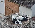 Capi_Dubne_20250707_151503.jpg