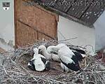 Capi_Dubne_20250707_152003.jpg