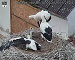 Capi_Dubne_20250707_152503.jpg