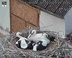 Capi_Dubne_20250707_153503.jpg