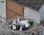 Capi_Dubne_20250707_154003.jpg