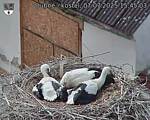 Capi_Dubne_20250707_154503.jpg