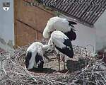 Capi_Dubne_20250707_155503.jpg