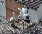Capi_Dubne_20250707_160003.jpg