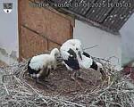 Capi_Dubne_20250707_160503.jpg