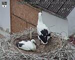 Capi_Dubne_20250707_161003.jpg