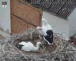 Capi_Dubne_20250707_161503.jpg