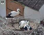 Capi_Dubne_20250707_163503.jpg