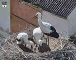 Capi_Dubne_20250707_164003.jpg