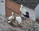 Capi_Dubne_20250707_165503.jpg