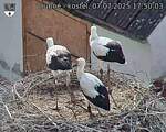Capi_Dubne_20250707_175003.jpg
