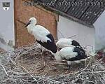Capi_Dubne_20250707_175503.jpg