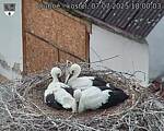 Capi_Dubne_20250707_180003.jpg