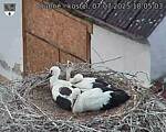 Capi_Dubne_20250707_180503.jpg