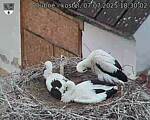 Capi_Dubne_20250707_183002.jpg