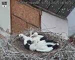Capi_Dubne_20250707_184002.jpg