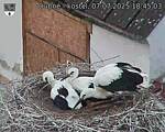 Capi_Dubne_20250707_184503.jpg
