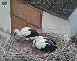 Capi_Dubne_20250707_185003.jpg