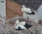 Capi_Dubne_20250707_190003.jpg