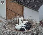 Capi_Dubne_20250707_190503.jpg