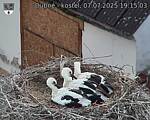 Capi_Dubne_20250707_191503.jpg