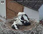 Capi_Dubne_20250707_193003.jpg