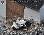 Capi_Dubne_20250707_193503.jpg