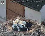 Capi_Dubne_20250707_194003.jpg