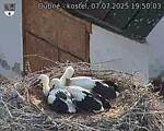Capi_Dubne_20250707_195003.jpg