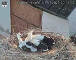 Capi_Dubne_20250707_200502.jpg