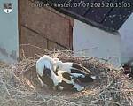Capi_Dubne_20250707_201503.jpg