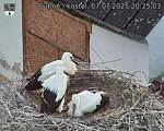 Capi_Dubne_20250707_202503.jpg