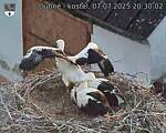 Capi_Dubne_20250707_203002.jpg
