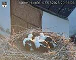 Capi_Dubne_20250707_203503.jpg