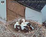 Capi_Dubne_20250707_204003.jpg