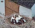 Capi_Dubne_20250707_204502.jpg