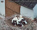 Capi_Dubne_20250707_205503.jpg