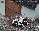 Capi_Dubne_20250707_210003.jpg