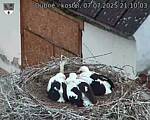 Capi_Dubne_20250707_211003.jpg