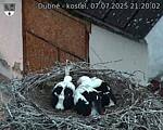 Capi_Dubne_20250707_212002.jpg