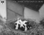 Capi_Dubne_20250707_213002.jpg