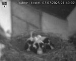 Capi_Dubne_20250707_214002.jpg