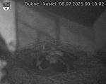 Capi_Dubne_20250708_001002.jpg