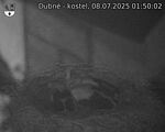 Capi_Dubne_20250708_015002.jpg