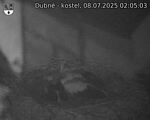 Capi_Dubne_20250708_020503.jpg