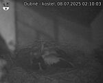 Capi_Dubne_20250708_021003.jpg